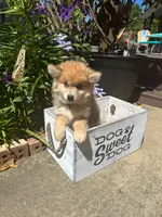 Reese, a male Pomsky for sale in Bowling Green, KY – 8 of 9