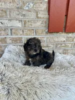 Leo, a male Cavapoo for sale in Bowling Green, KY – 7 of 8