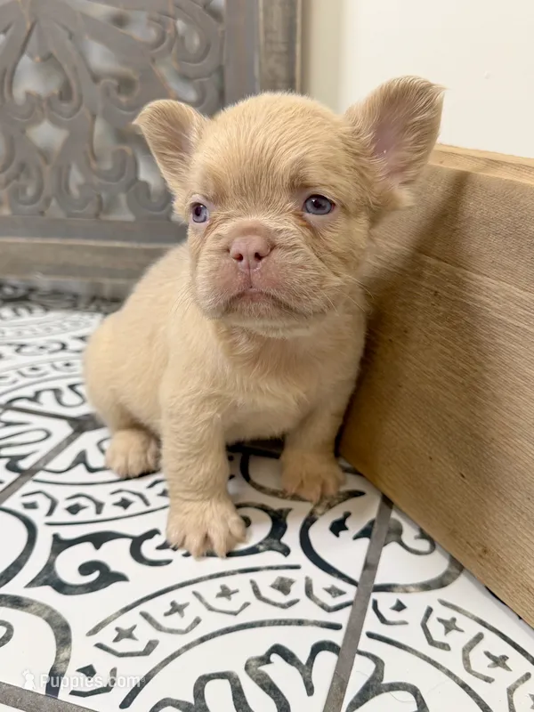 King George – French Bulldog puppy for sale in Bowling Green, KY