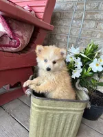 Hailey, a female Pomsky for sale in Bowling Green, KY – 5 of 7