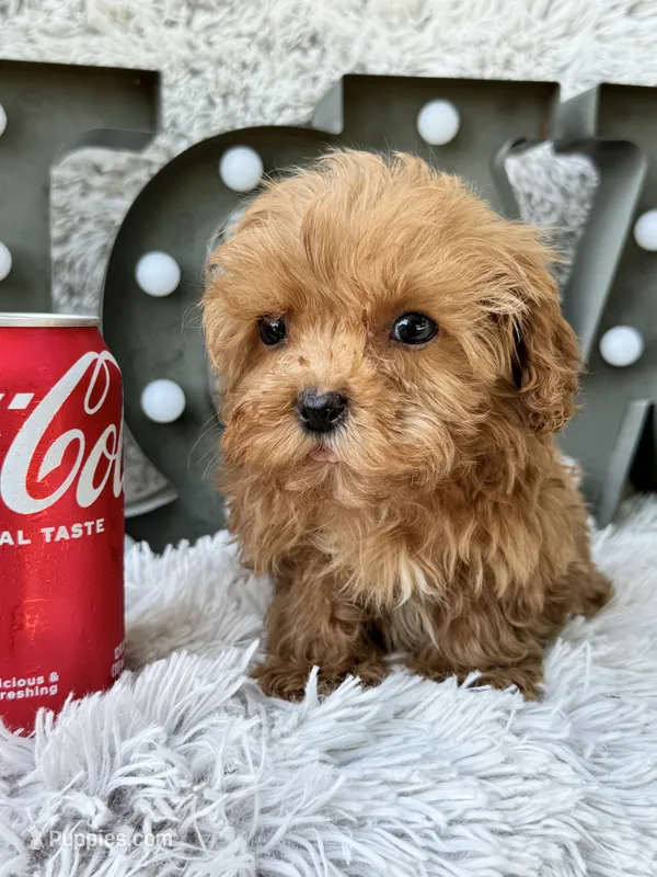 Apple – Cavapoo puppy for sale in Bowling Green, KY