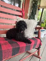 Ethan, a male Cavapoo for sale in Bowling Green, KY – 6 of 7