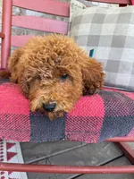 Jack, a male Miniature Labradoodle for sale in Bowling Green, KY – 3 of 4