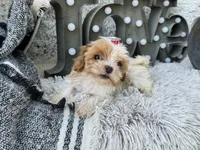 Acorn, a male Cavapoo for sale in Bowling Green, KY – 3 of 6