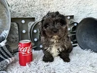 Atlas, a male Cavapoo for sale in Bowling Green, KY – 2 of 6