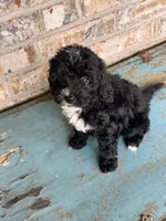 Star, a female Sheepadoodle and Miniature Bernedoodle for sale in Bowling Green, KY – 5 of 6
