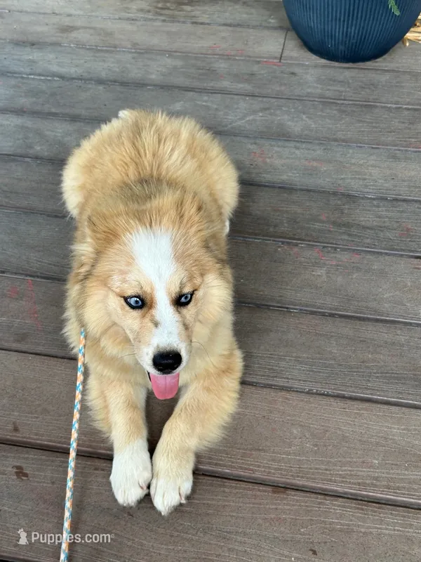 Chance – Pomsky puppy for sale in Bowling Green, KY