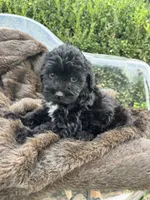 Salem, a female Sheepadoodle and Miniature Bernedoodle for sale in Bowling Green, KY – 6 of 7