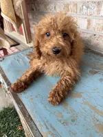 Cami, a female Miniature Labradoodle for sale in Bowling Green, KY – 2 of 7