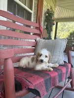 Bailey, a female Miniature Bernedoodle for sale in Bowling Green, KY – 5 of 8