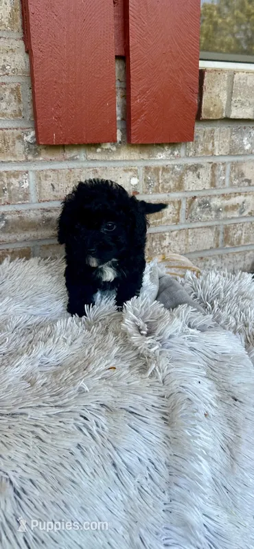 Lizzy – Cavapoo puppy for sale in Bowling Green, KY