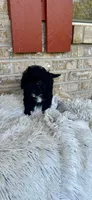 Lizzy, a female Cavapoo for sale in Bowling Green, KY – 1 of 5