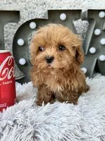 Apple, a female Cavapoo for sale in Bowling Green, KY – 6 of 10