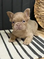 Butterscotch, a male French Bulldog for sale in Bowling Green, KY – 4 of 10