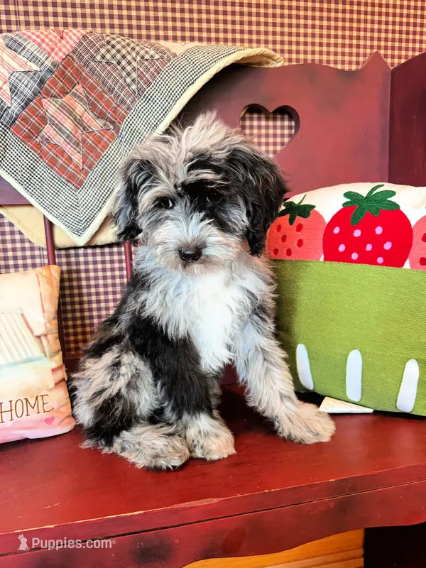 Nala – Miniature Bernedoodle puppy for sale in Bowling Green, KY