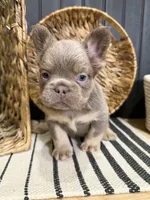 Bentley, a male French Bulldog for sale in Bowling Green, KY – 1 of 8