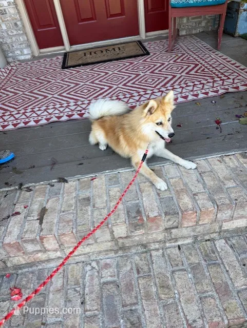 Reese – Pomsky puppy for sale in Bowling Green, KY