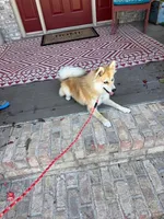 Reese, a male Pomsky for sale in Bowling Green, KY – 4 of 6