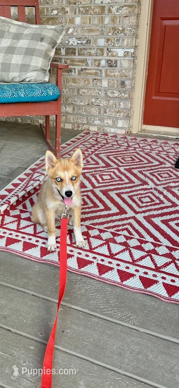 Hugo – Pomsky puppy for sale in Bowling Green, KY