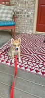 Hugo, a male Pomsky for sale in Bowling Green, KY – 4 of 6