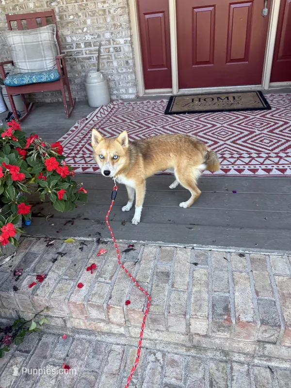 Hugo – Pomsky puppy for sale in Bowling Green, KY