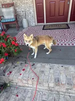 Hugo, a male Pomsky for sale in Bowling Green, KY – 4 of 10