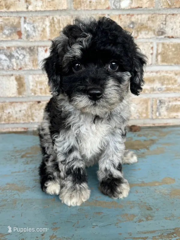Shadow – Bernedoodle puppy for sale in Bowling Green, KY