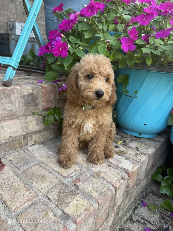 Charlie – Miniature Labradoodle puppy for sale in Bowling Green, KY