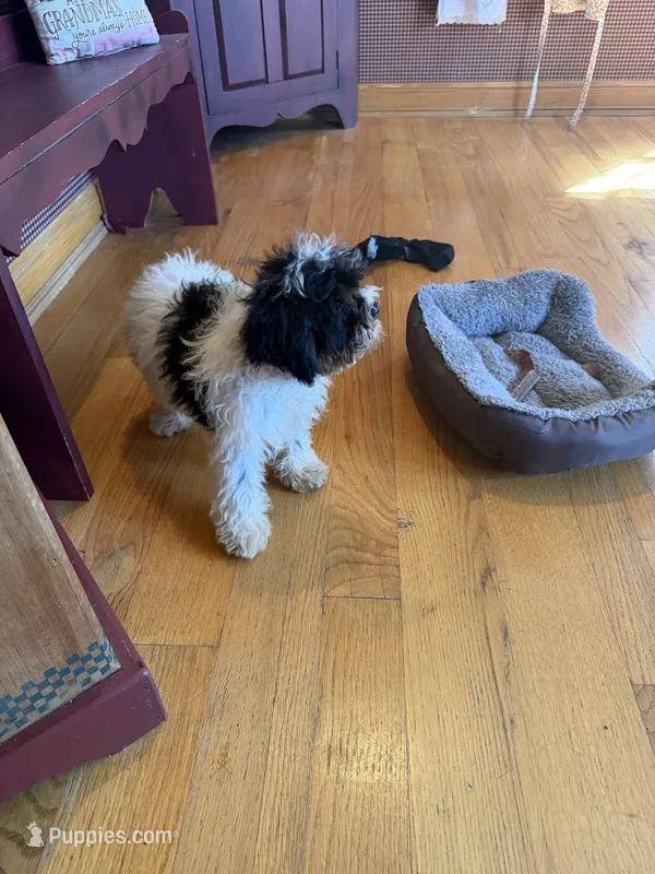 Bonnie – Miniature Bernedoodle puppy for sale in Bowling Green, KY