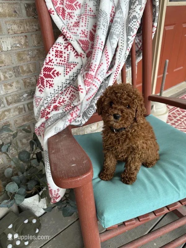 Jenny – Miniature Labradoodle puppy for sale in Bowling Green, KY