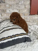 Jenny, a female Miniature Labradoodle for sale in Bowling Green, KY – Photo 4 of 4