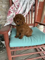 Jenny, a female Miniature Labradoodle for sale in Bowling Green, KY – Photo 3 of 4