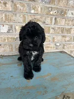Salem, a female Sheepadoodle and Miniature Bernedoodle for sale in Bowling Green, KY – 5 of 7