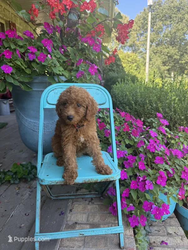 Callie – Miniature Labradoodle puppy for sale in Bowling Green, KY