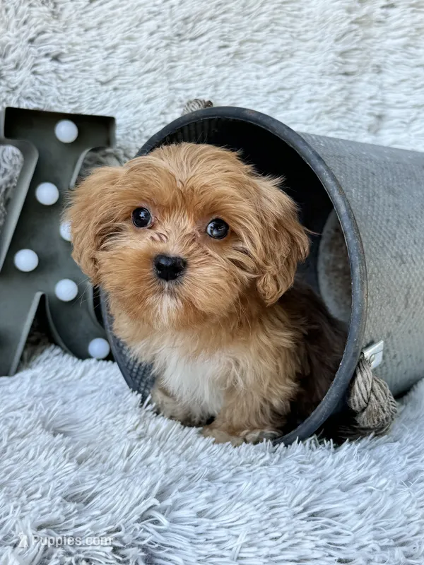 Ava (mini), a female Cavapoo for sale in Bowling Green, KY – 1 of 6