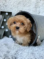 Ava (mini), a female Cavapoo for sale in Bowling Green, KY – 1 of 6