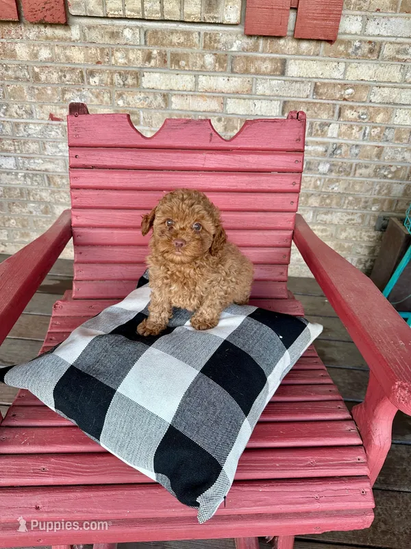 Ellie – Cavapoo puppy for sale in Bowling Green, KY