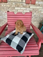 Ellie, a female Cavapoo for sale in Bowling Green, KY – 3 of 4