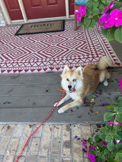 Reese – Pomsky puppy for sale in Bowling Green, KY