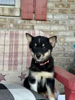 Harley, a female Pomsky for sale in Bowling Green, KY – 5 of 7