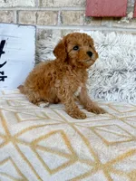 Reid, a male Cavapoo for sale in Bowling Green, KY – 4 of 5