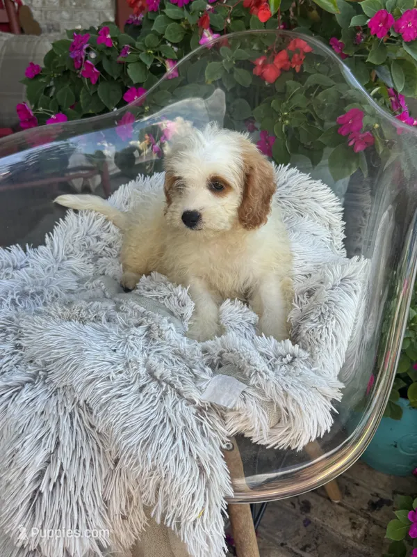 Bailey – Miniature Bernedoodle puppy for sale in Bowling Green, KY