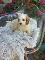 Bailey, a female Miniature Bernedoodle for sale in Bowling Green, KY – 1 of 10