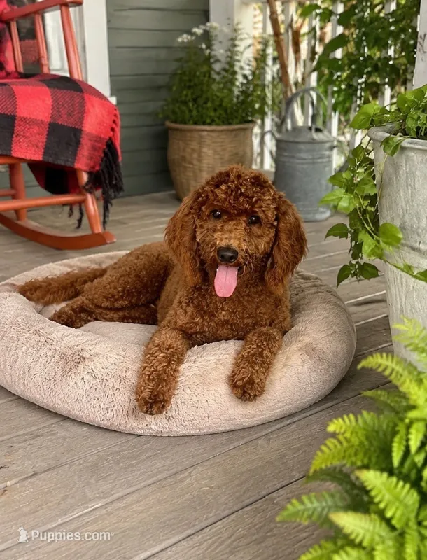 Jasper – Miniature Labradoodle puppy for sale in Bowling Green, KY