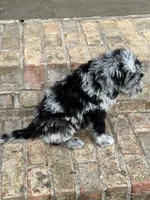 Nala, a female Sheepadoodle and Miniature Bernedoodle for sale in Bowling Green, KY – 5 of 6