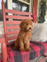 Goldie, a female Miniature Labradoodle for sale in Bowling Green, KY – 3 of 5