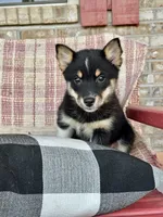 Harley, a female Pomsky for sale in Bowling Green, KY – 6 of 7