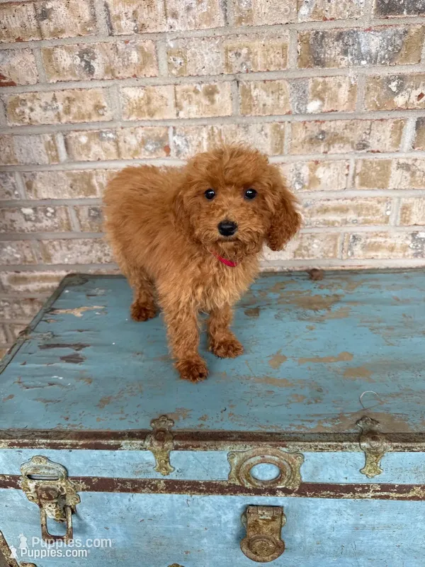 Coco – Miniature Labradoodle puppy for sale in Bowling Green, KY