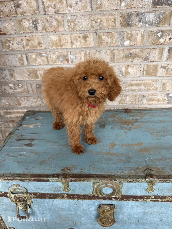 Coco – Miniature Labradoodle puppy for sale in Bowling Green, KY