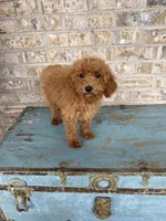 Coco, a female Miniature Labradoodle for sale in Bowling Green, KY – 1 of 8